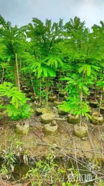 4公分粉花山扁豆