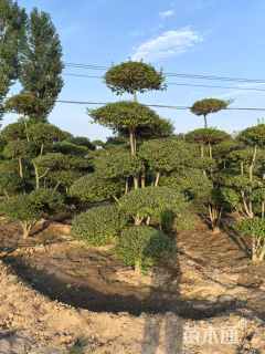 15公分造型女贞