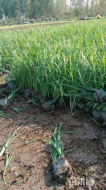 高度20厘米马莲