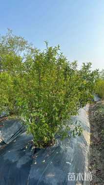 高度100厘米郁李