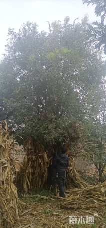 高度400厘米青香木