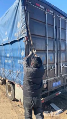 高度20厘米花叶玉蝉花