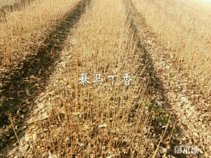 暴马丁香