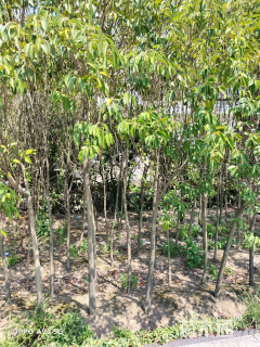 0.6公分大叶女贞