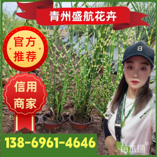 高度35厘米斑叶芒