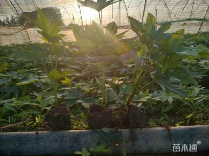 高度30厘米八角金盘