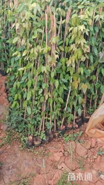 110厘米油麻藤