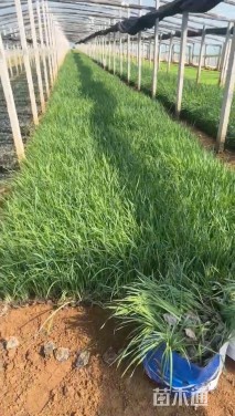 高度50厘米鸢尾