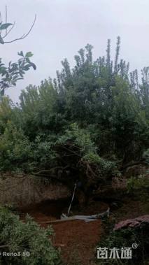 18公分(2杆)丛生杨梅