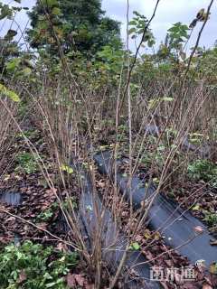 高度200厘米紫荆