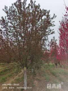 18公分绚丽海棠