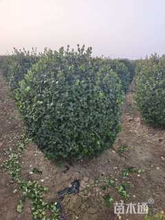 冠幅120厘米卫矛球