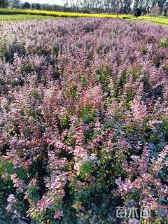 高度25厘米红叶小檗