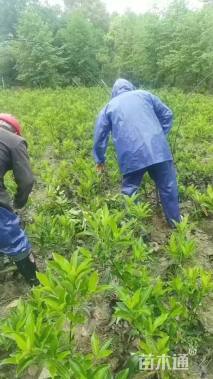 高度90厘米法国冬青