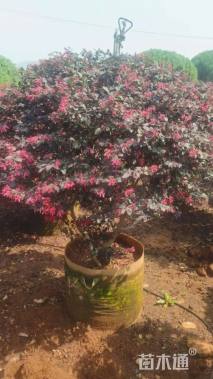 冠幅85厘米红花继木球