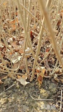 高度80厘米水蜡