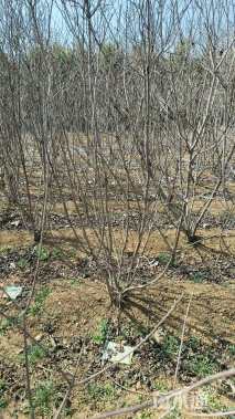 高度250厘米丛生黄栌