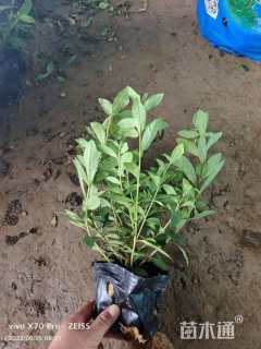 高度20厘米杜鹃