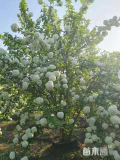 高度350厘米中华木绣球