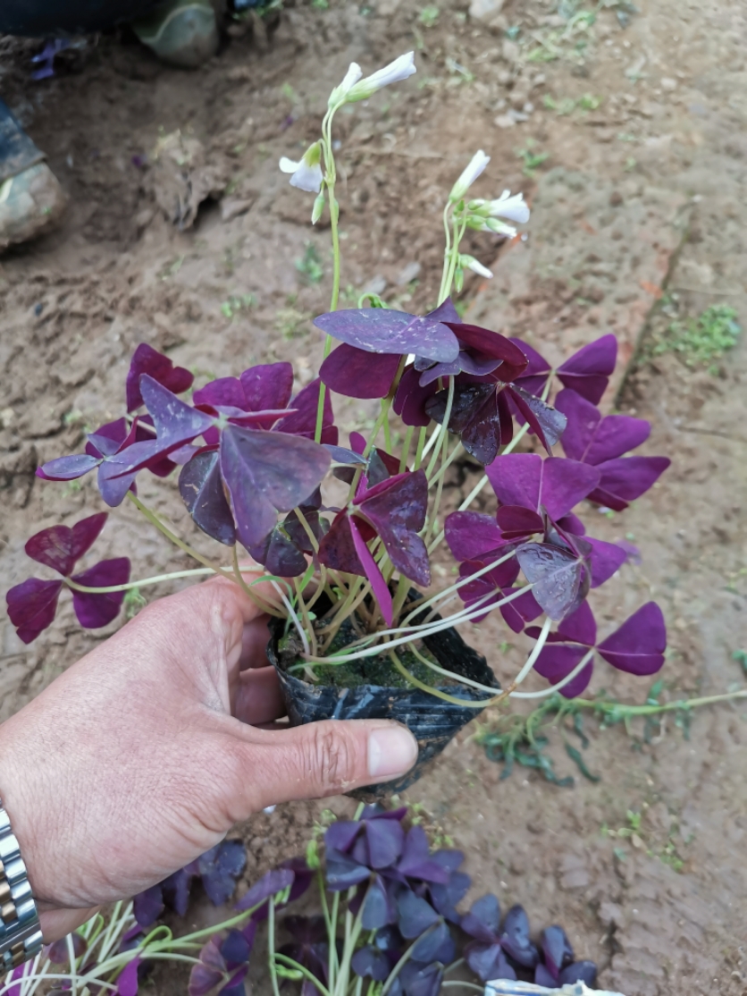高度20厘米紫叶酢浆草