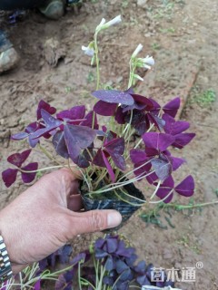 高度20厘米紫叶酢浆草