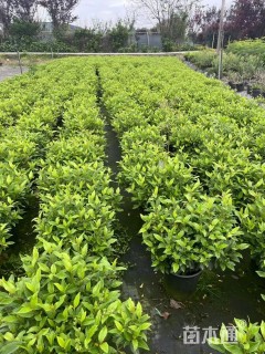 高度40厘米地中海荚蒾