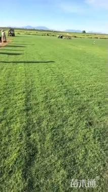 草卷状百慕大草