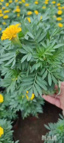 高度20厘米孔雀草