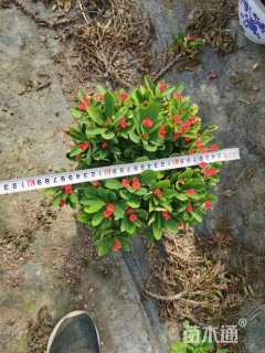 高度17厘米虎刺梅