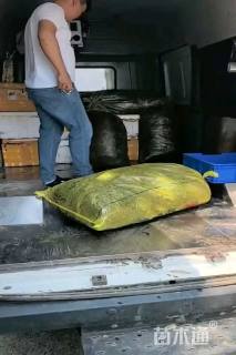 高度30厘米香菇草