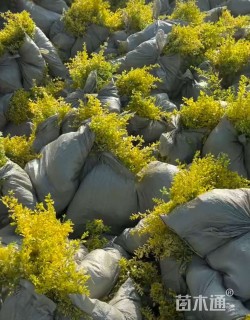 小杯苗亮晶女贞小苗