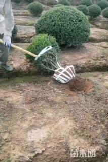 冠幅80厘米龟甲冬青球