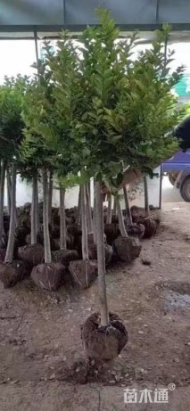 3公分造型亮晶女贞