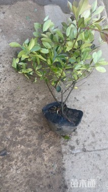 冠幅60厘米红叶石楠球