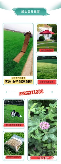 四季青草坪种子