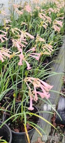 高度25厘米垂筒花