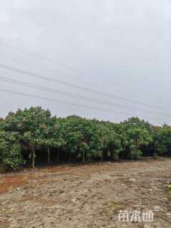 高度300厘米木芙蓉