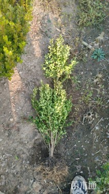 高度45厘米瓜子黄杨小苗