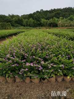 高度30厘米满天星