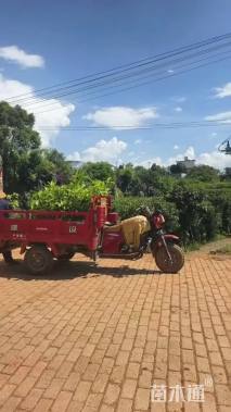 高度120厘米矮蒲苇