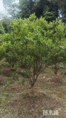 高度300厘米大红紫薇