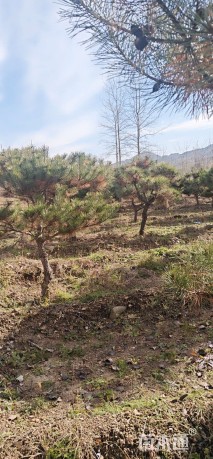 10公分造型油松