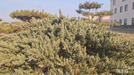 高度7厘米丛生元宝枫