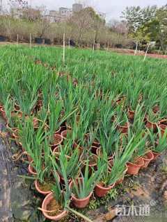 高度15厘米西伯利亚鸢尾