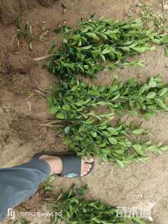 高度50厘米大叶黄杨小苗