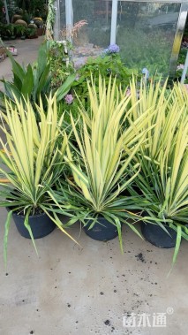 高度50厘米丝兰