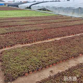 高度5厘米红景天