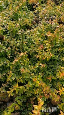 高度25厘米大花六道木小苗