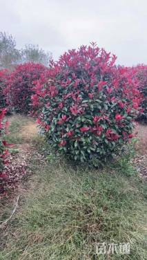 冠幅200厘米红叶石楠球