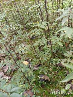 高度100厘米花椒